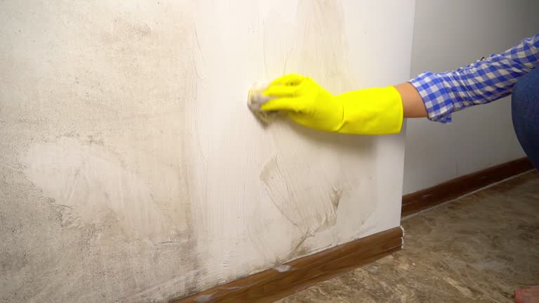 Best Dehumidification Services  in South Ack, NY
